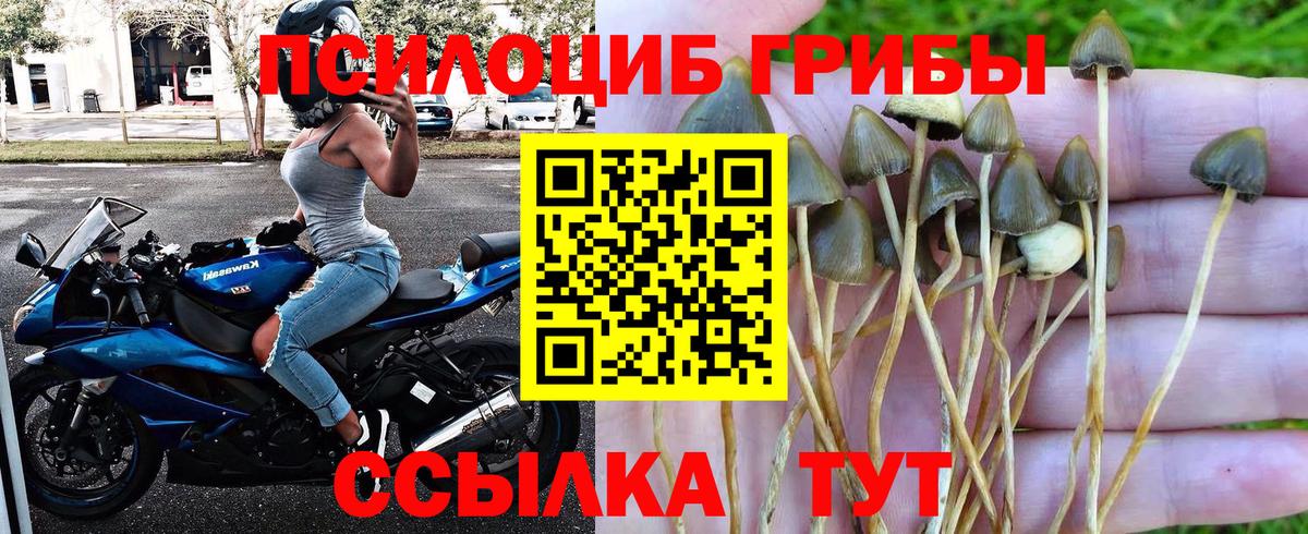 Псилоцибиновые грибы Cubensis Старая Купавна